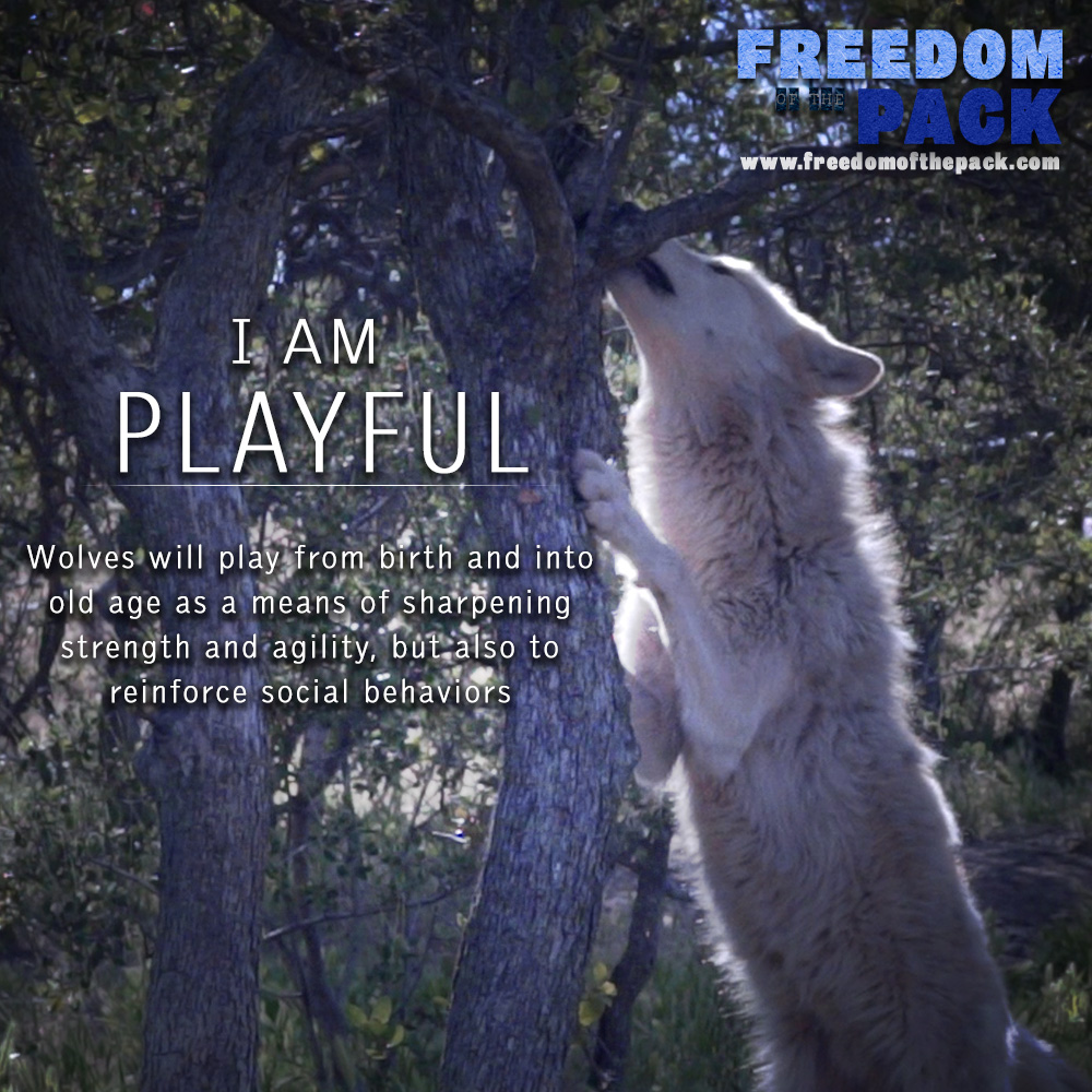 ©2015 Thomas Durant