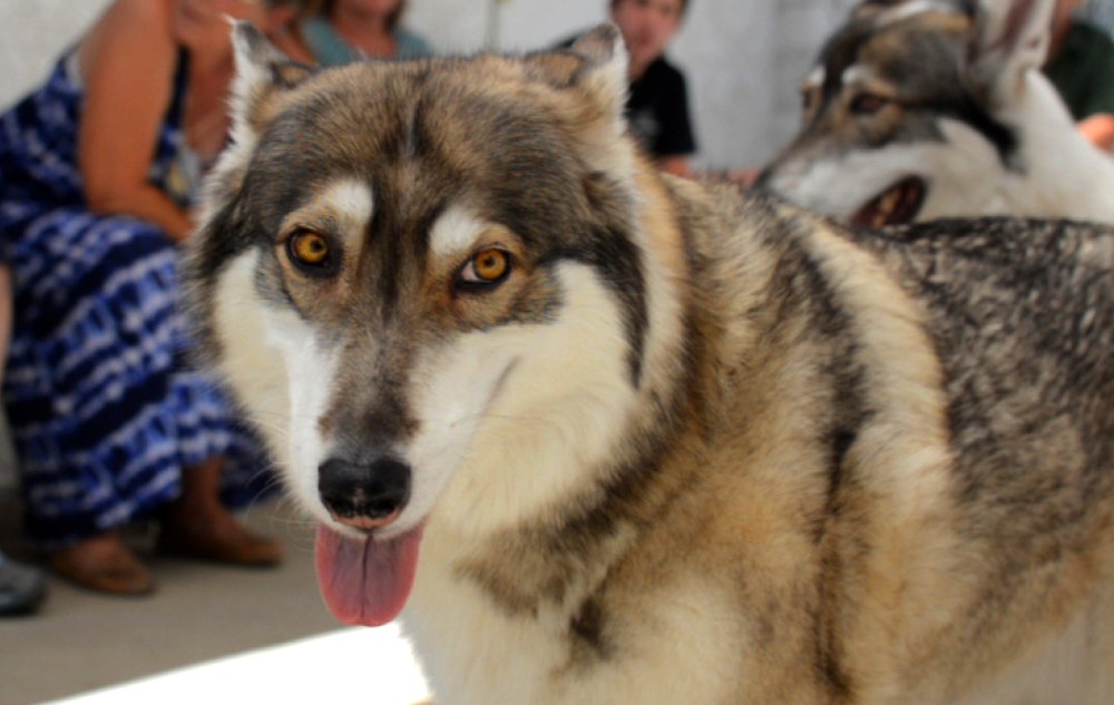 ©2014 Thomas Durant