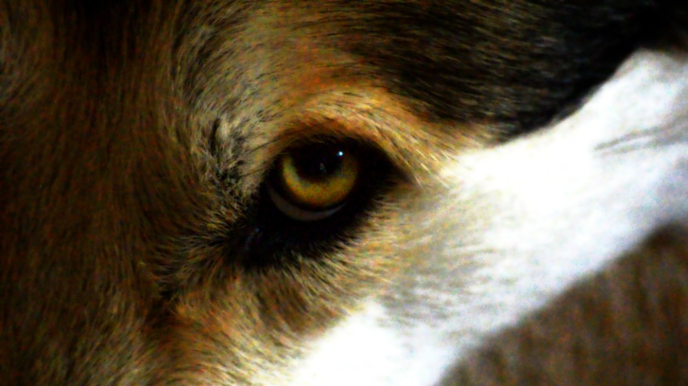 ©2014 Thomas Durant