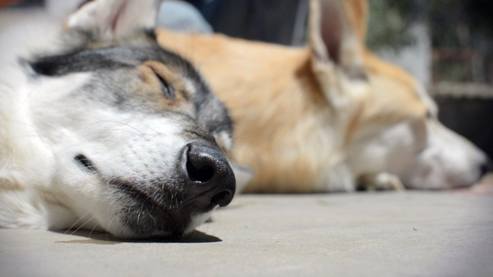 ©2014 Thomas Durant