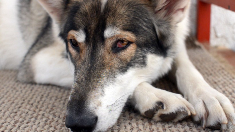 ©2014 Thomas Durant