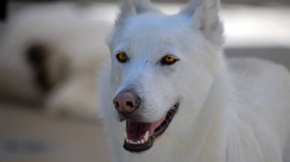 ©2014 Thomas Durant