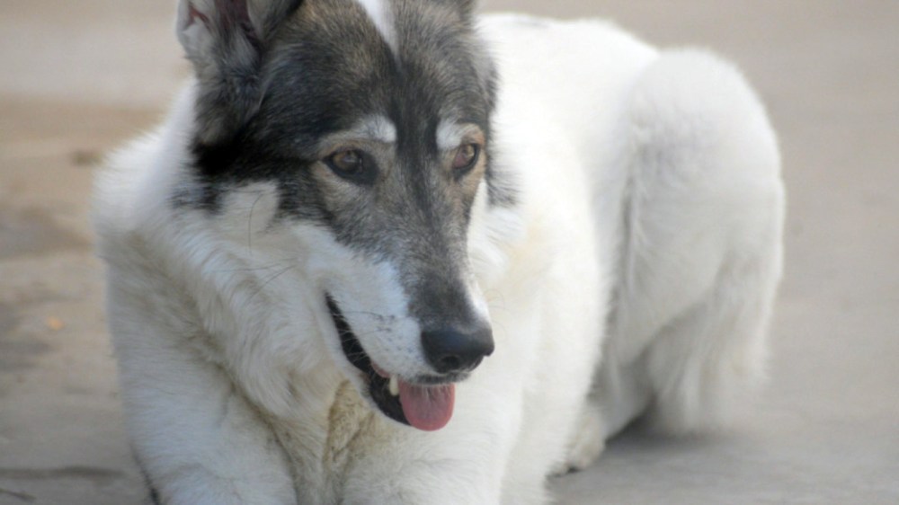 ©2014 Thomas Durant