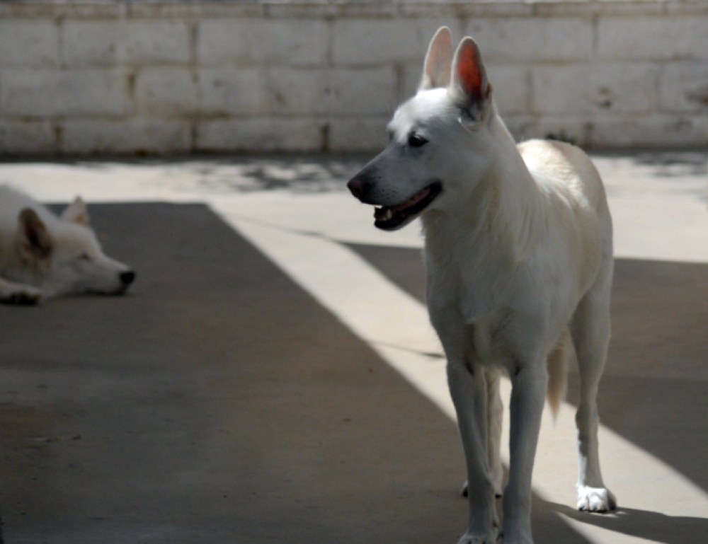 ©2014 Thomas Durant