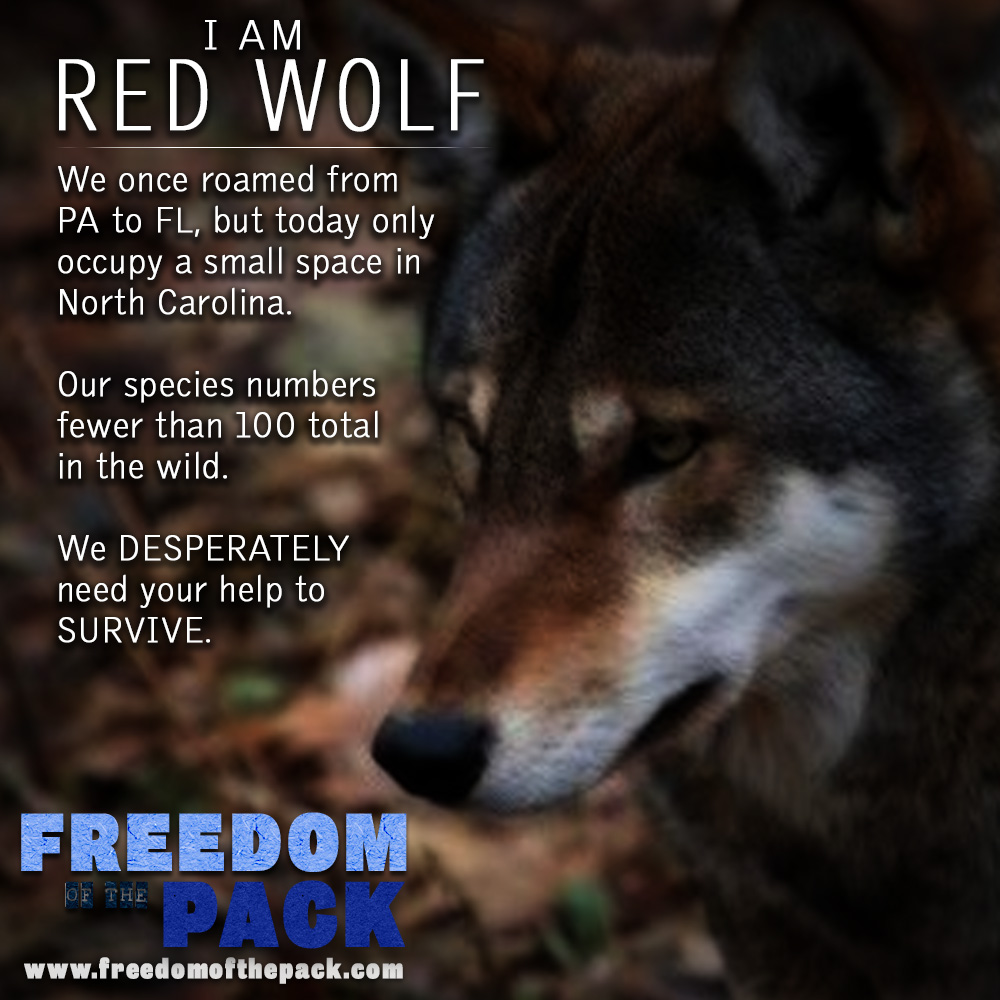 ©2015 THOMAS DURANT