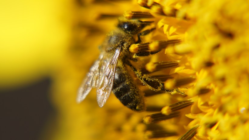 ©2015 Thomas Durant